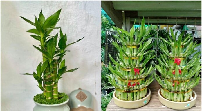 The 9 Wealth-Attracting Plants for Your Home Altar: A Single Plant Can Bring Generational Wealth