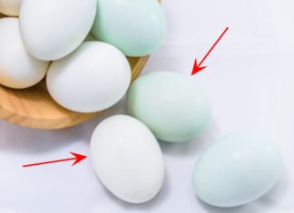 Is There a Difference in Nutritional Value and Taste Between Green- and White-Shelled Duck Eggs?
