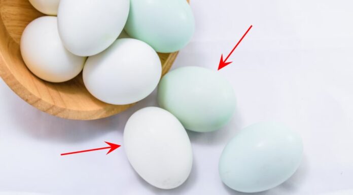 Is There a Difference in Nutritional Value and Taste Between Green- and White-Shelled Duck Eggs?