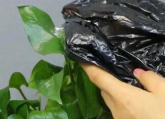 The Magic of Plastic Bags: Unveiling the Astonishing Secret to Flourishing Flora