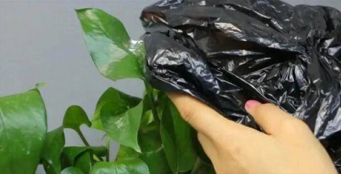 The Magic of Plastic Bags: Unveiling the Astonishing Secret to Flourishing Flora