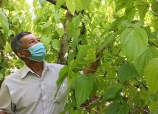 Is It Good to Plant Betel in Front of the House? 3 Things to Consider When Planting Betel Vine.