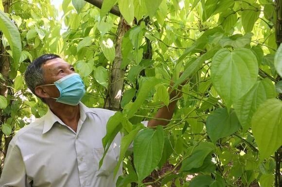 Is It Good to Plant Betel in Front of the House? 3 Things to Consider When Planting Betel Vine.