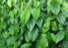 Should You Plant Betel in Front of Your House? The Feng Shui Significance That Many Are Unaware Of
