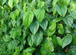 Should You Plant Betel in Front of Your House? The Feng Shui Significance That Many Are Unaware Of