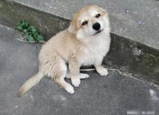 “Don’t Shoo Away Those Furry Visitors – They Bring Wealth and Prosperity to Your Doorstep”