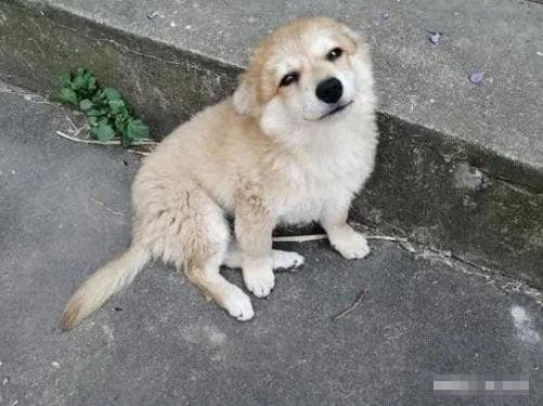 “Don’t Shoo Away Those Furry Visitors – They Bring Wealth and Prosperity to Your Doorstep”