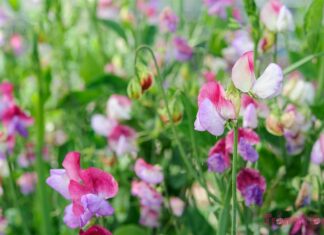 The Flower That Out-Scents Jasmine and Out-Performs Ivy Geranium: A Fragrant, Easy-to-Grow House Plant.
