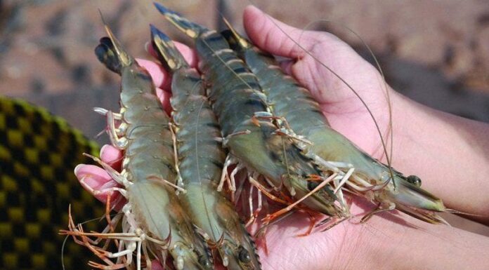 The Ultimate Guide to Distinguishing Natural and Filler-Injected Shrimp: A Smart Consumer’s Tip.