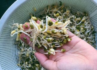 The Magic of Sprouting Beans: A Quick, Cost-Effective Guide to Growing Your Own Bean Sprouts