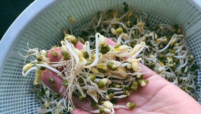 The Magic of Sprouting Beans: A Quick, Cost-Effective Guide to Growing Your Own Bean Sprouts
