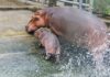 ‘Sneak Peek’: Adorable Baby Hippo at Hanoi Zoo
