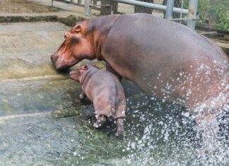 ‘Sneak Peek’: Adorable Baby Hippo at Hanoi Zoo