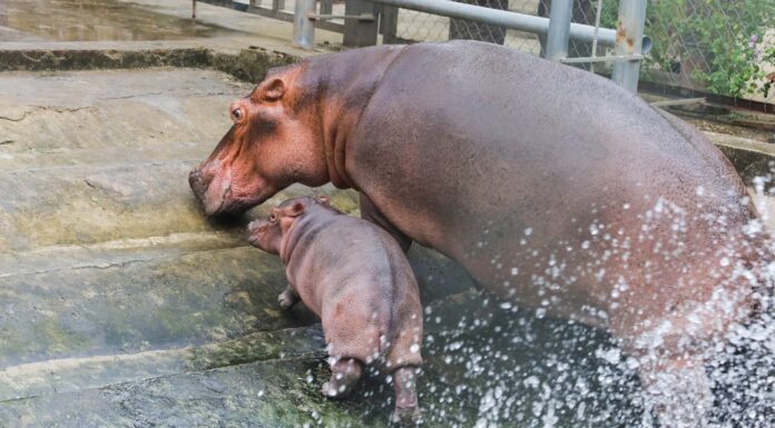 ‘Sneak Peek’: Adorable Baby Hippo at Hanoi Zoo