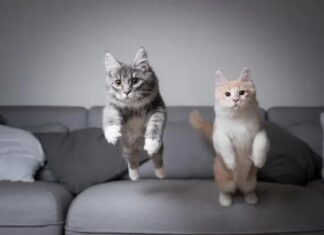 Why You Shouldn’t Keep Two Cats in the Same Household: A Rational Explanation