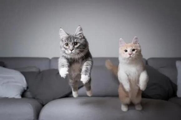 Why You Shouldn’t Keep Two Cats in the Same Household: A Rational Explanation