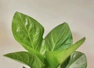 The Ancient’s Wisdom: Grow These 3 Plants on Your Balcony for an Abundance of Wealth Through the Generations