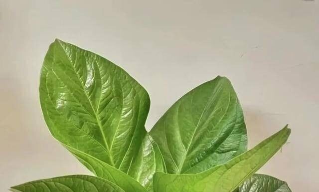 The Ancient’s Wisdom: Grow These 3 Plants on Your Balcony for an Abundance of Wealth Through the Generations