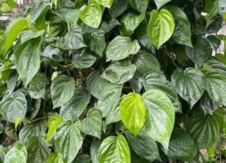 Is It Lucky to Plant Betel Leaf Trees in Front of Your House? Things to Consider When Planting for Prosperity.