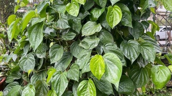 Is It Lucky to Plant Betel Leaf Trees in Front of Your House? Things to Consider When Planting for Prosperity.