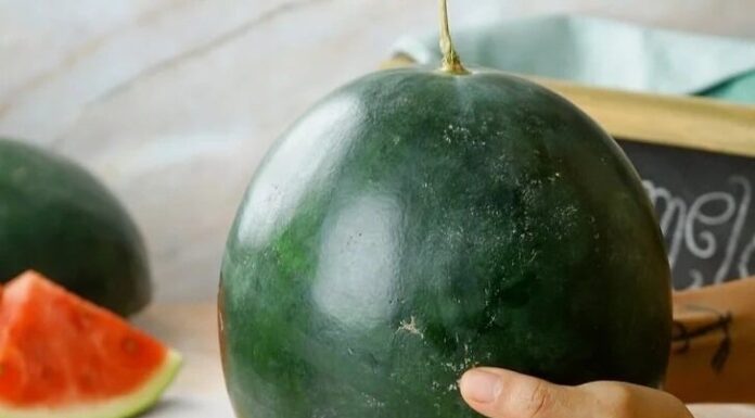 The Watermelon Paradox: Why the Sweetest Fruit is Taboo on Altars