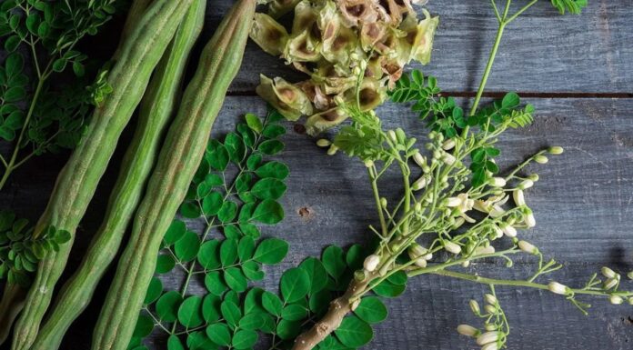 The Forgotten Forage: A Wild Treat Unveiled.