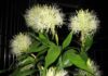 The Blooming of Four Potted Plants: A Sign of Good Fortune and Prosperity for Homeowners