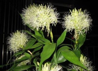 The Blooming of Four Potted Plants: A Sign of Good Fortune and Prosperity for Homeowners