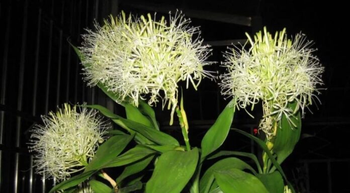 The Blooming of Four Potted Plants: A Sign of Good Fortune and Prosperity for Homeowners