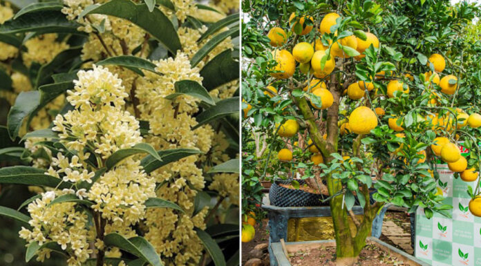 The Ancient’s Wisdom: Plant These 4 Trees by Your Doorstep for Abundant Wealth and Prosperity