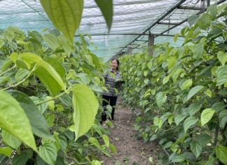 Is Betel Leaf Planting Good? Planting It in This Position Will Bring Luck and Ward Off Bad Omens