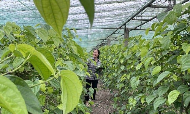 Is Betel Leaf Planting Good? Planting It in This Position Will Bring Luck and Ward Off Bad Omens