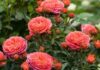 The Secret to Pruning Rose Bushes for an Abundance of Blooms: Mastering the Art of a Flourishing Branch