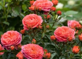 The Secret to Pruning Rose Bushes for an Abundance of Blooms: Mastering the Art of a Flourishing Branch