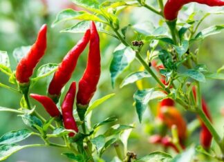 The Fruit That Grows Naturally in Your Backyard: An Unsung Superfood