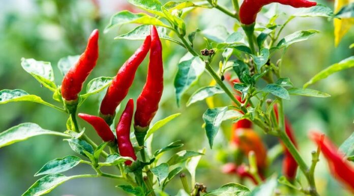 The Fruit That Grows Naturally in Your Backyard: An Unsung Superfood