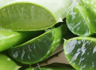 The Miracle Cure for Sunburn: Unlocking the Power of Aloe Vera