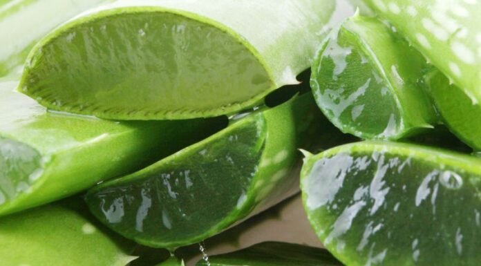 The Miracle Cure for Sunburn: Unlocking the Power of Aloe Vera