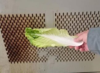 The Magic of a Cabbage Leaf: Clean Your Range Hood Without the Hassle of Disassembly