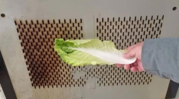 The Magic of a Cabbage Leaf: Clean Your Range Hood Without the Hassle of Disassembly