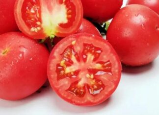 The Magic of Rotten Tomatoes: Unveiling the Surprising Benefits of Nature’s Forgotten Fruit