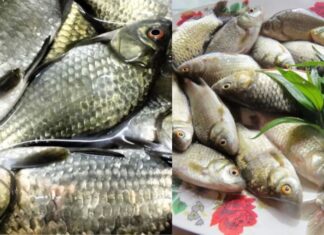 The Ancient Wisdom: “Don’t Buy Catfish” – But Today, a Delicacy?