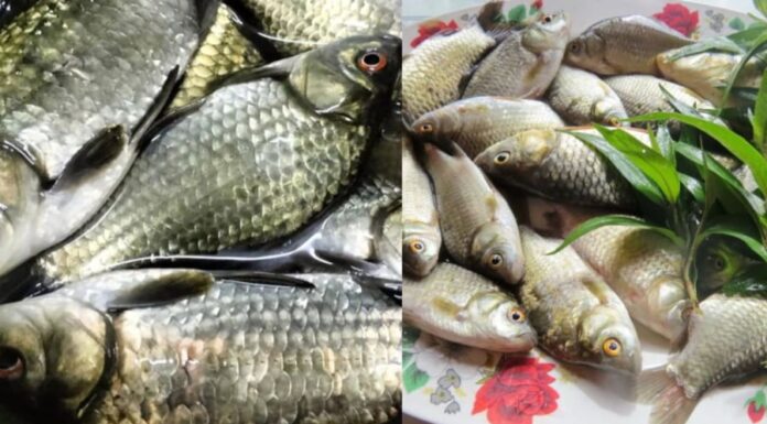 The Ancient Wisdom: “Don’t Buy Catfish” – But Today, a Delicacy?