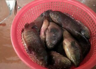 The Secret to a Mouthwatering Salt-Crusted Rohu Dish: Even Beginners Can Master This Delectable Delicacy