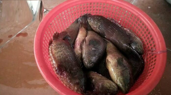 The Secret to a Mouthwatering Salt-Crusted Rohu Dish: Even Beginners Can Master This Delectable Delicacy