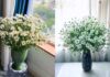 The Secret to Long-Lasting, Beautiful Baby’s Breath Bouquets
