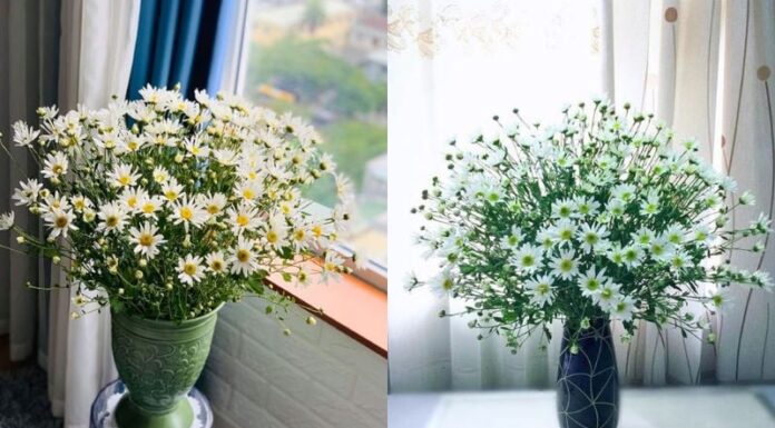 The Secret to Long-Lasting, Beautiful Baby’s Breath Bouquets