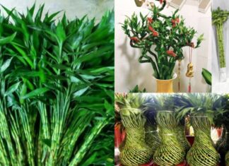 The Year-End Ritual: Branch of Luck and Incense, but Are You Doing It Right?