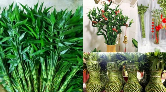 The Year-End Ritual: Branch of Luck and Incense, but Are You Doing It Right?