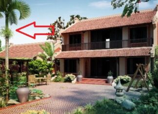 3 Types of Plants to Grow in Front of Your House for Wealth and Prosperity: Discover the Secret to Inviting Fortune and Protecting Your Treasures